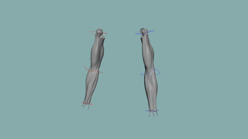Muscle rigging and simulation: Musculoskeletal system and dynamic fascia