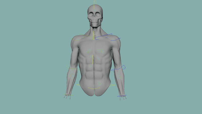 Advanced torso rigging: Dynamic muscles, fascia, and skeleton